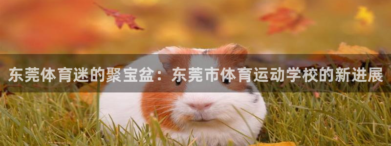 德国vsport体育官方正版app集团：东莞体育迷的