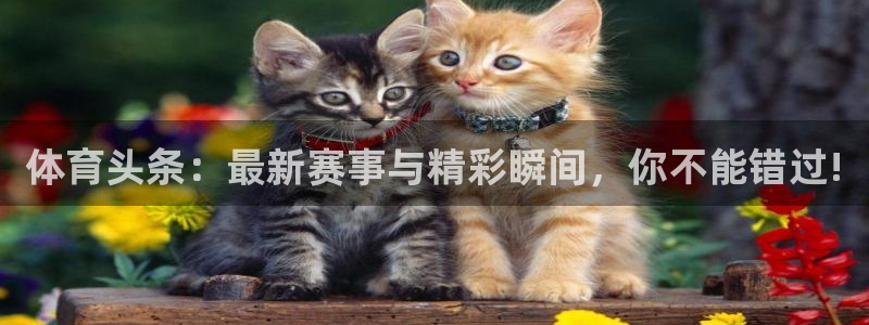 海南vsport体育官网下载发展怎么样：体育头条：最新赛事与